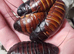 10 X Madagascar Hissing Cockroach (Large) &pound;25 + &pound;6 Delivery
