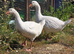 Smooth Sebastopol male goslings