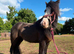 13hh 3 year old mare