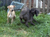 Italian greyhound x whippet