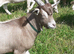 Fabulous Entire Intact Toggenburg Billy Goat Kid - Father Pedigree