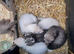 Micro Ferret