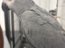 Hand Reared Baby African Greys
