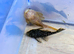 Albino and Chocolate Bristle nose Plecos