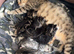Stunning cross fluffy Bengal kittens