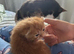 Beautiful ginger kitten