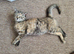 Female kitten for sale