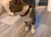 Female cat