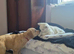 READY TO LEAVE Litter of Golden Retriver puppies