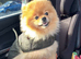 Wanted Pomeranian - please read