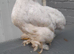 X2 pekin bantam chickens