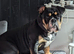 9 month old male bulldog nebbr registered