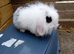 Mini lion lop male 8 weeks