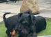 Miniature schnauzer stud