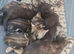 Beautiful babies for sale