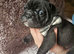 French bull dog cross old tyke English bulldog