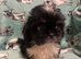 Lhasa apso puppies for sale