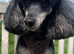 KC Toy Poodle