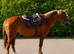 Beautiful 15hh ID type mare