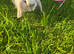 Male mini lop