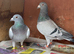 5 Racing Pigeons, Rolling and Afghani Pigeons for sale
