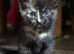 Stunning Kittens ready soon!