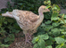 Red bourbon turkey poults