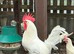 White star cockerel forsale