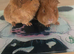 2 beautiful baby girl guinea pigs