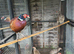 Pheasants