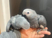 2 Stunning HandReared Cuddly Lovely Friendly Tame African Grey Parrot,
