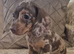 Last of the litter, miniature dachshund chocolate daple boy