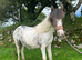 Appalossa Yearling  Filly