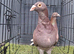 muleman breeder Pair