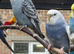 Budgies