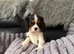 Kc dna clear cavalier puppies ready now