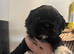 Shih tzu puppies