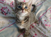 Beautiful tabby girl kitten 6 weeks