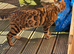Bengal boy
