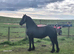 KFPS Friesian mare