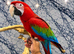 Friendly Super Tame Talking Greenwing Macaw Parrot 11