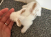 Lionhead mix.