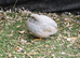 King/Chinese painted quail