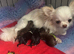 Kc registered male long coat chihuahuas.