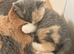 British shorthair kittens