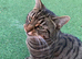 Bengal cross x2
