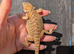 Bearded dragon babies