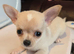 Chihuahua for sale