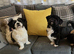 Lhasa Apso For Sale