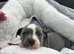 Beautiful blue staffy puppy